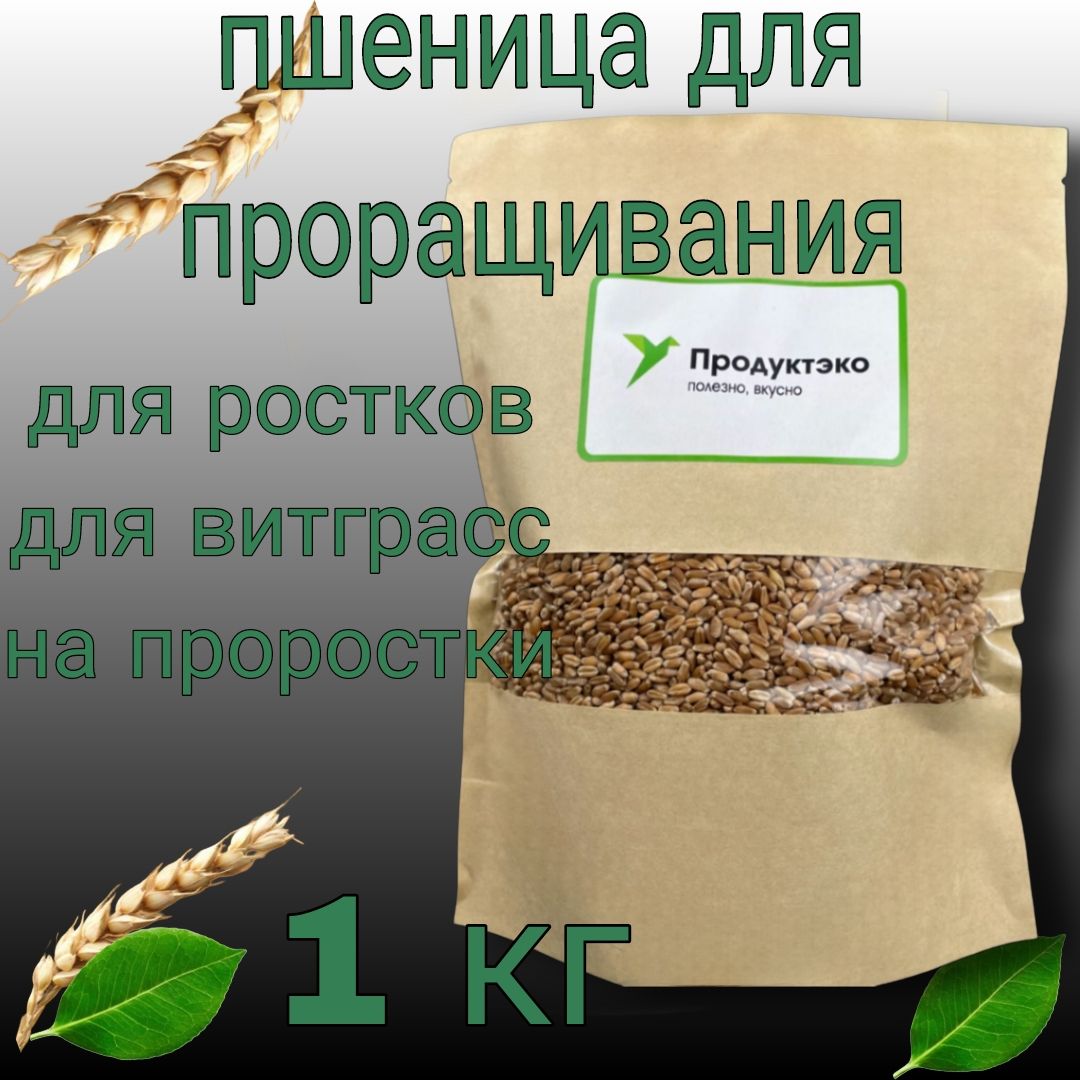 Пшеница для проращивания, ростки и проростки пшеницы, микрозелень 1 кг