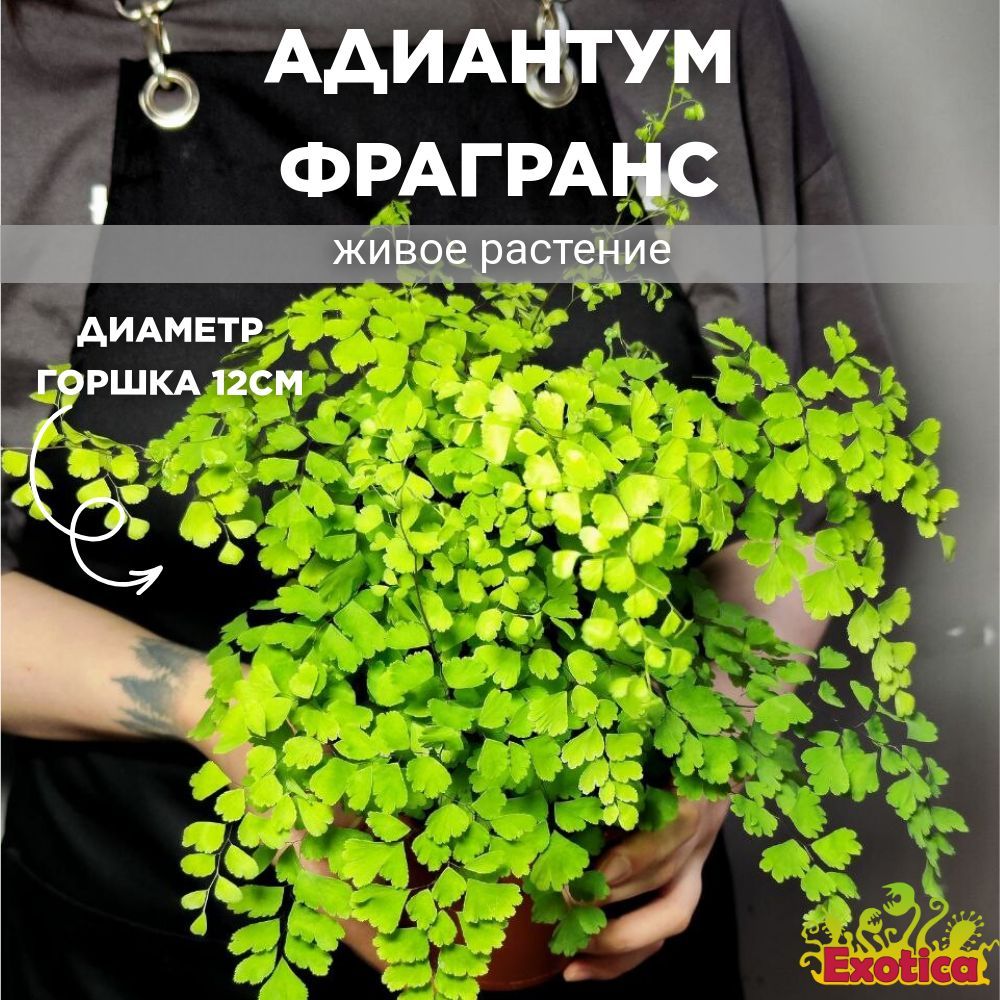 Адиантум Фрагранс, или Курчавый Папоротник (Adiantum Fragrans) D12см