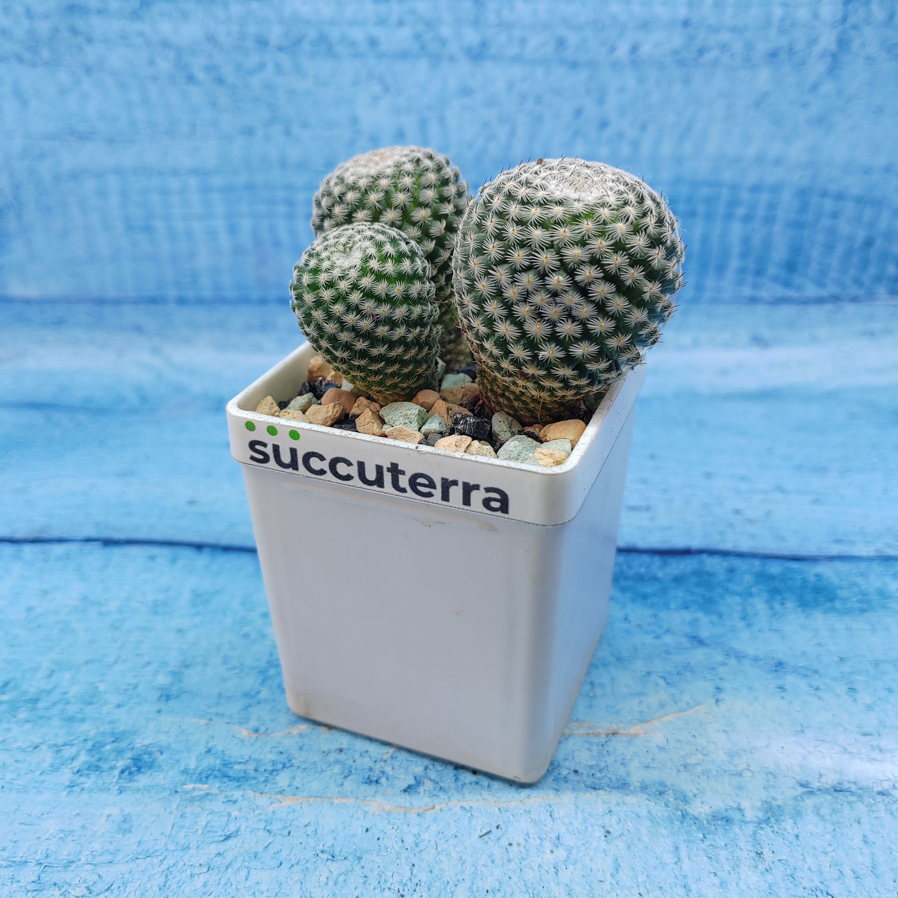 Кактус Mammillaria Matudae (Маммилярия). Диаметр горшка 5 см. Субстрат Succuterra Classic и фирменный горшочек в комплекте.