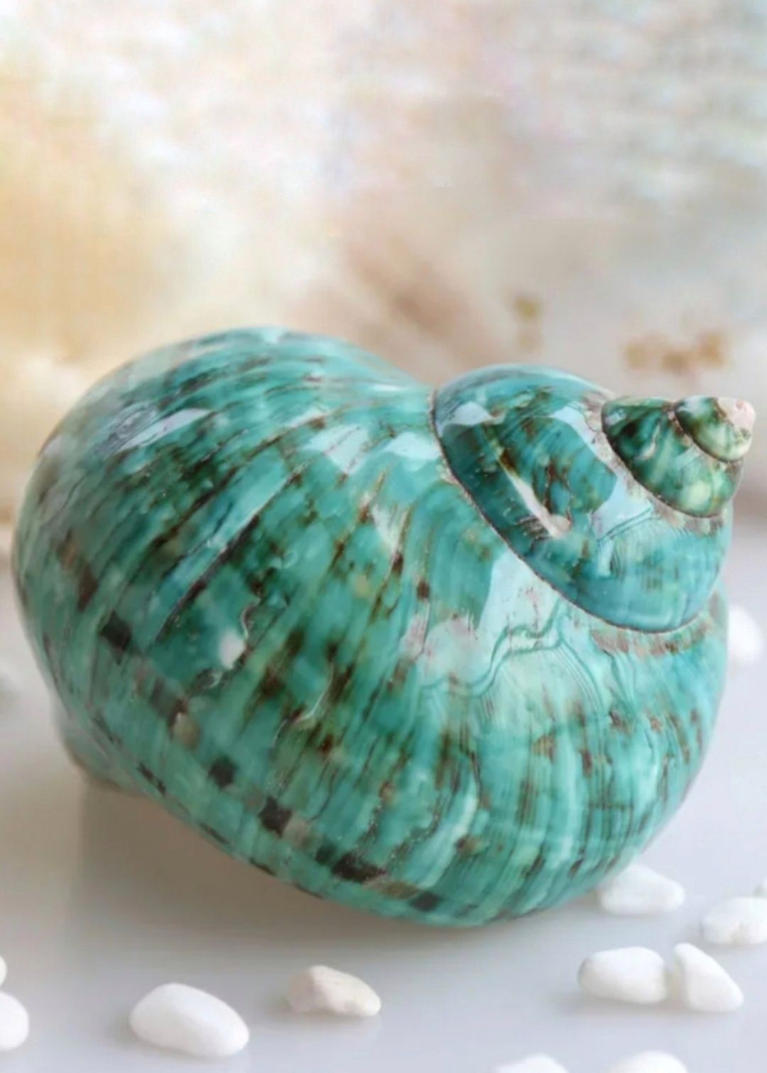 Раковинаморскаянатуральная10-12см"ТурбоИмпериалис"