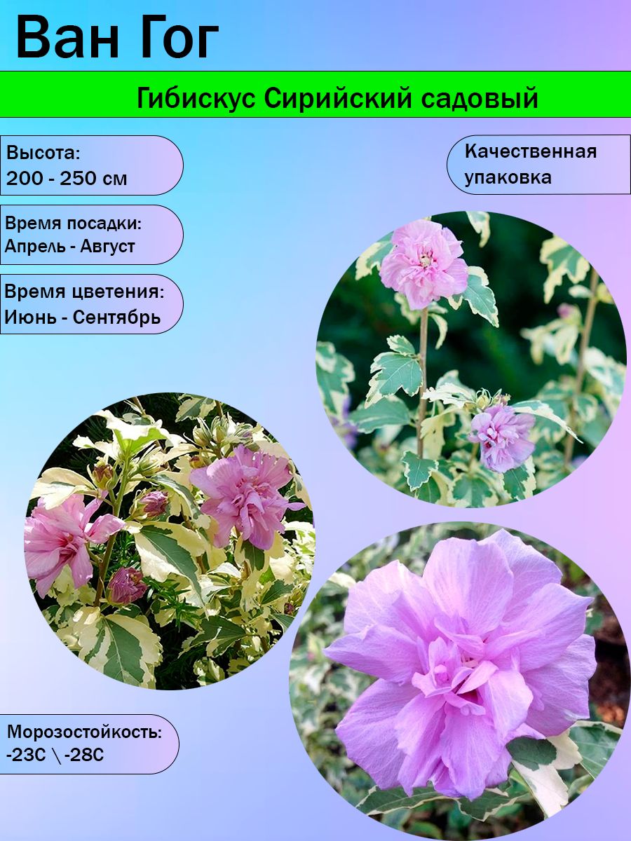 Гибискус Сирийский садовый Вариегатный "Ван Гог". Саженец