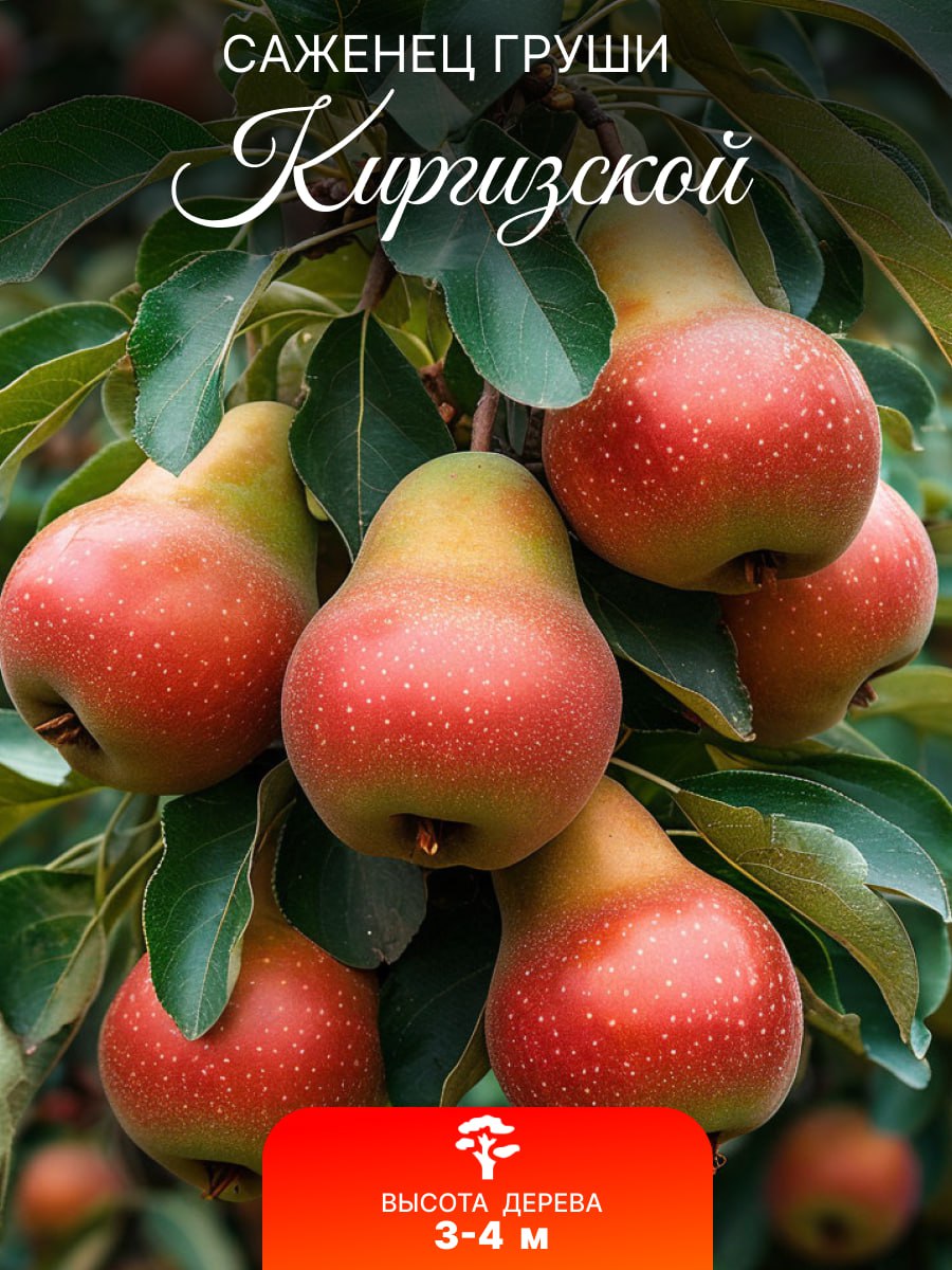 ГрушаморозостойкаяКиргизскаясаженец