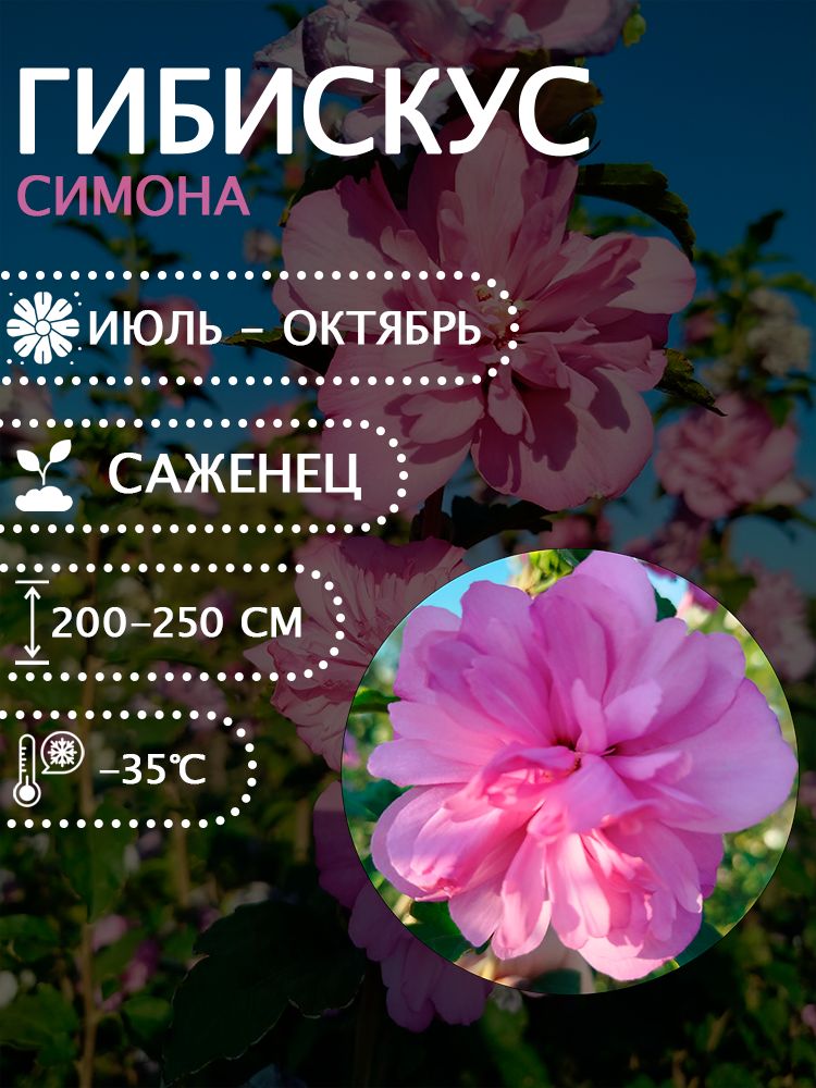 Гибискус сирийский "Симона" саженец.
