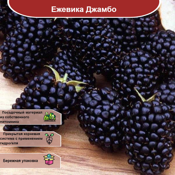 Ежевика Джамбо - купить с доставкой по выгодным ценам в интернет ...