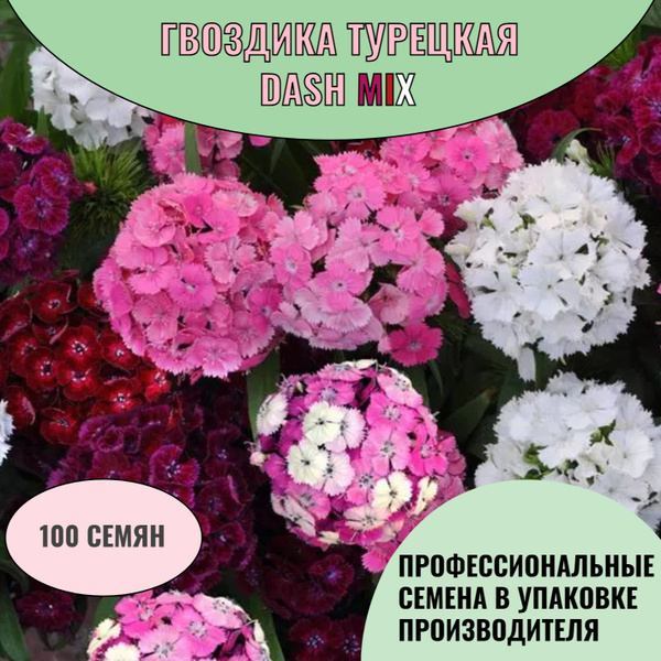 Гвоздика турецкая PanAmericanSeed Гвоздика Турецкая - купить по ...