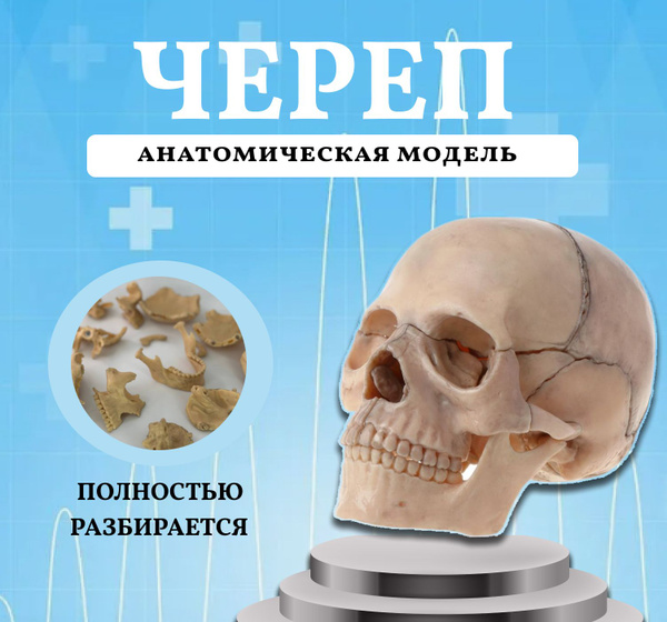 Череп анатомический разборной на магнитах - купить с доставкой по ...