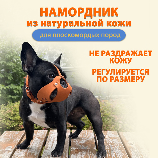 Намордник для французского бульдога - купить с доставкой по выгодным ...