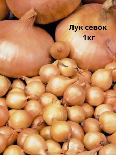 Луковицы Лук севок купить по выгодной цене в интернет-магазине OZON ...