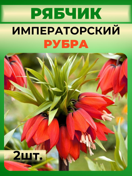 Луковицы Рябчик Russian Garden купить по выгодной цене в интернет ...