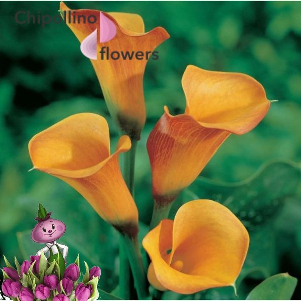Луковицы Калла Chipollino flowers купить по выгодной цене в интернет ...