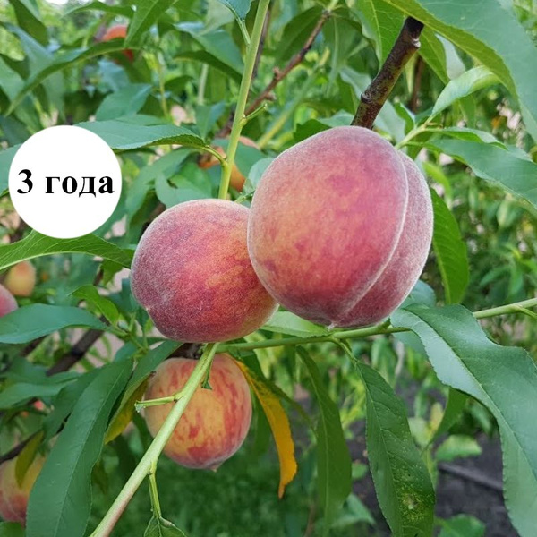 Персик Эрли Крест, 3 года, саженец 1 шт - купить с доставкой по ...