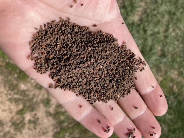 Фацелия семена 1 кг ,отборные - купить с доставкой по выгодным ценам в ...