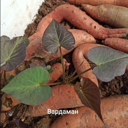 Батат саженцы сорт Вардаман ( Vardaman) (Ранний сорт) 3 шт. - купить с ...