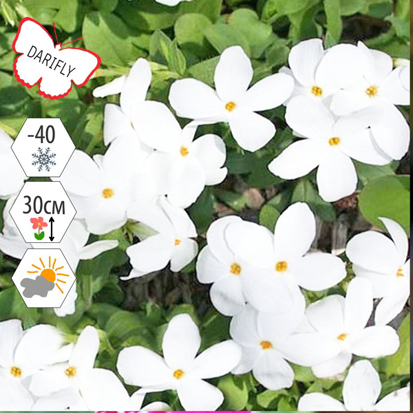 Характеристики Флокс столоносный (ползучий) Ариана (Phlox stolonifera ...