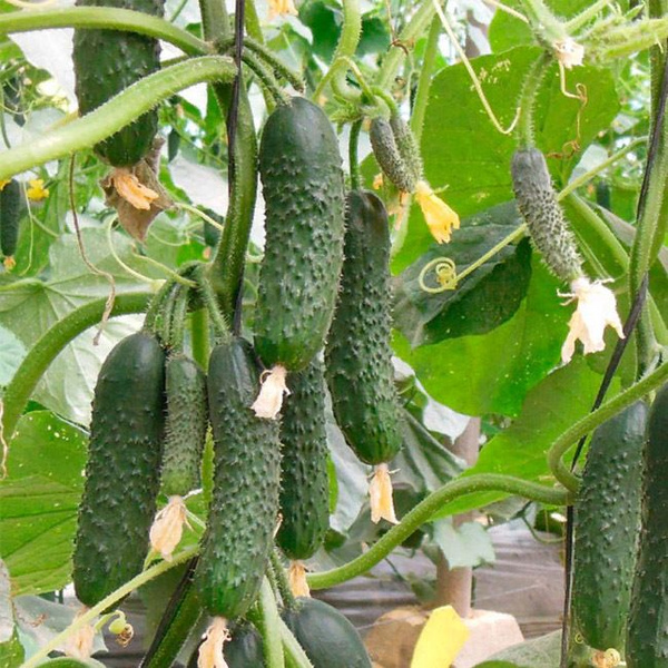 Огурцы alexagro огурцы_1 - купить по выгодным ценам в интернет-магазине ...