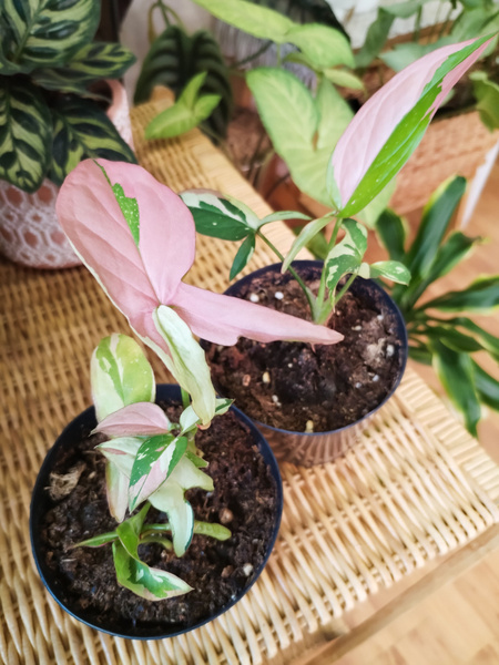 Сингониум Ред Спот Триколор (Syngonium Red Spot Tricolor) , 10 дм, 1 шт ...