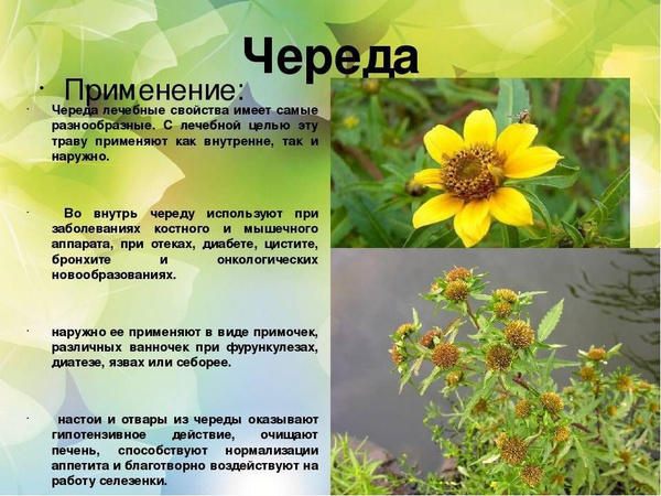 Череда для купания новорожденных, Череда трава, 250гр - купить с ...
