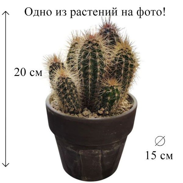 Кактус Микс терракотта D-15 см, 15 дм, 1 шт - купить по выгодной цене в ...