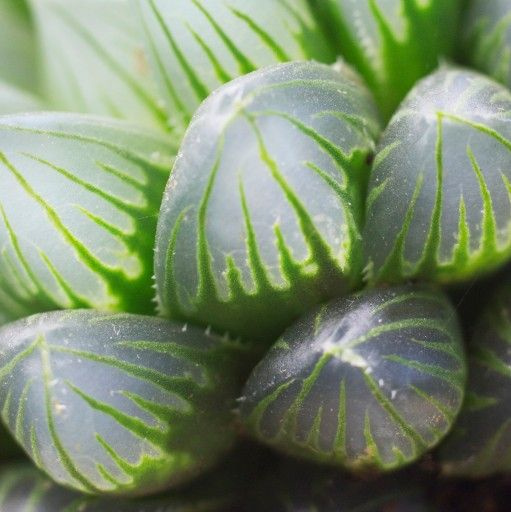 Хавортия Купера Трунката (Haworthia Сooperi var. Truncata) D5см купить ...