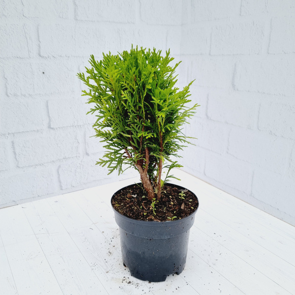 Туя западная Даника Danica С1 1шт - купить с доставкой по выгодным ...