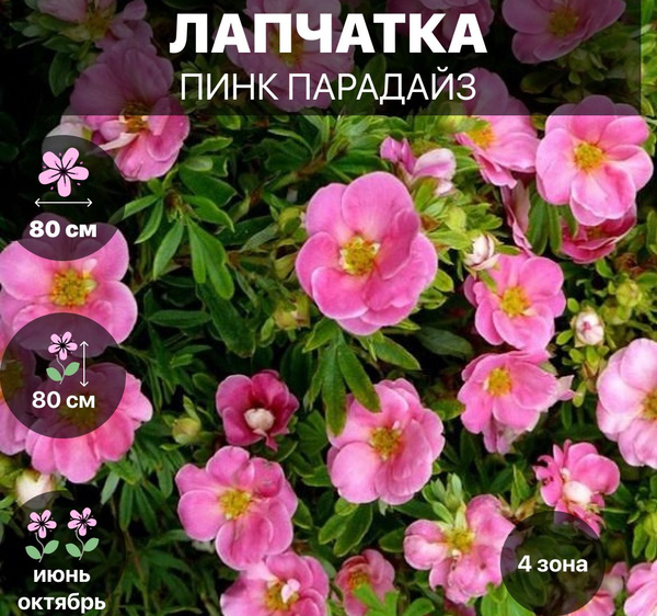 Лапчатка кустарниковая Пинк Парадайз - купить с доставкой по выгодным ...