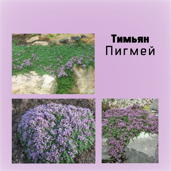 Тимьян Пигмей - купить с доставкой по выгодным ценам в интернет ...