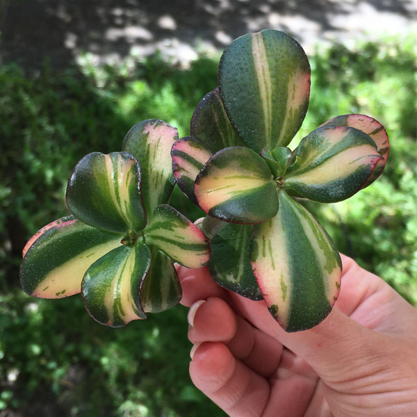 Крассула, Суккулент зеленый, 112401 шт - купить по выгодной цене в ...