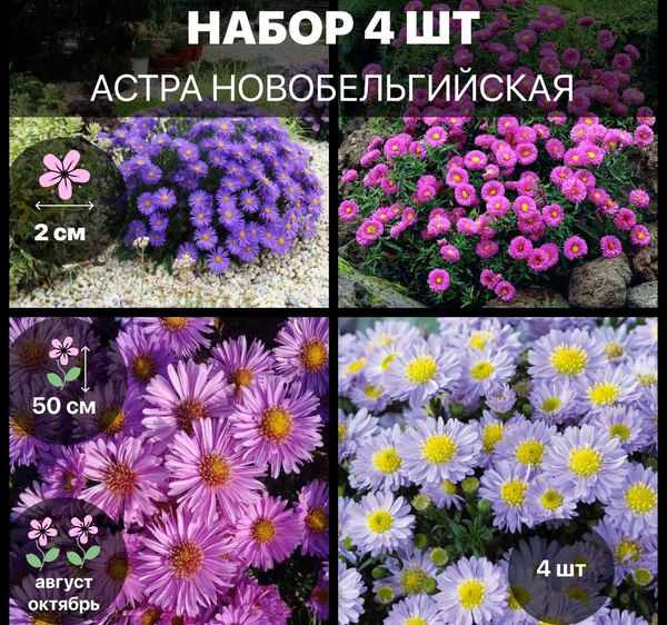 Астра Новобельгийская набор из 4 саженцев - купить с доставкой по ...