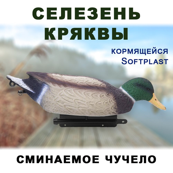Чучело утки Кряква селезень, кормящейся, сминаемое - купить с доставкой ...