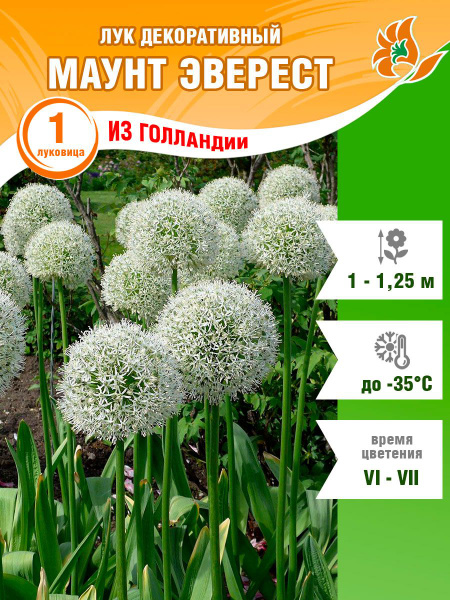 Луковицы Лук декоративный Садовый Мир купить по выгодной цене в ...