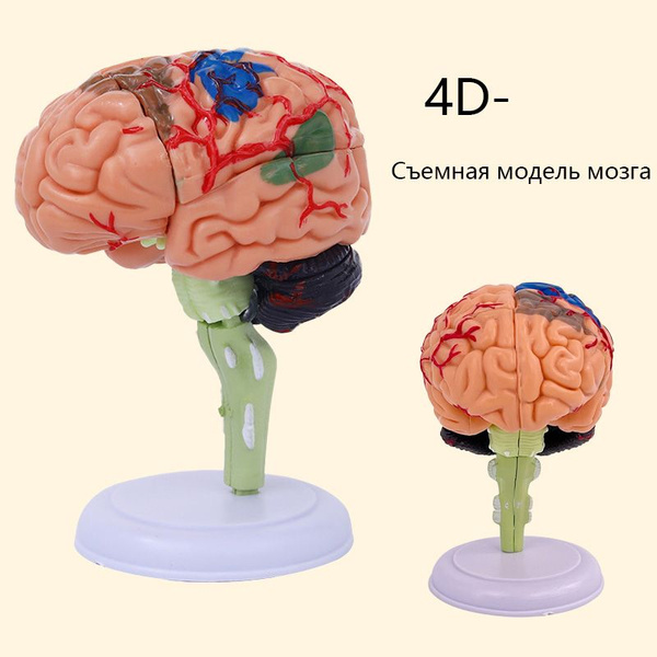 4D-модель мозга человеческого тела, модель структуры мозга купить на ...