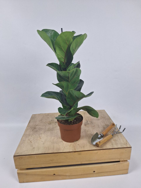 Фикус зеленый, 12 дм, 1 шт - купить по выгодной цене в интернет ...