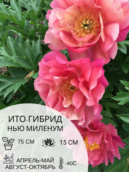 Корень пиона ито-гибрид Нью Миленум, многолетние цветы, саженец 1 шт ...