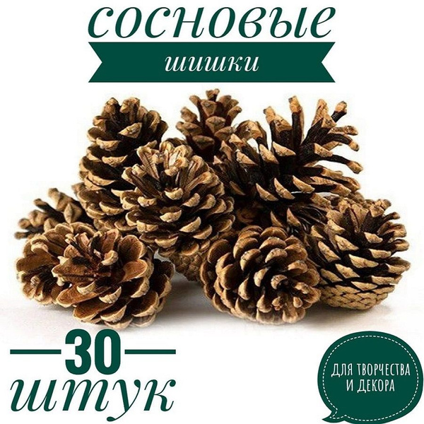 Шишки сосновые 30 штук купить на OZON по низкой цене (1729427565)