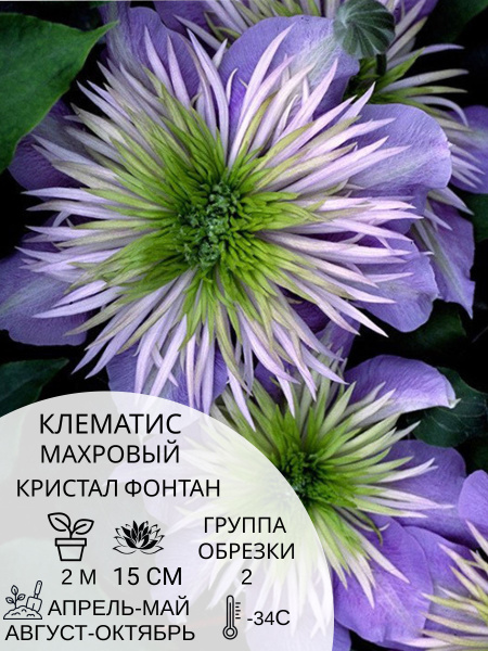 Клематис клематис - купить по выгодным ценам в интернет-магазине OZON ...