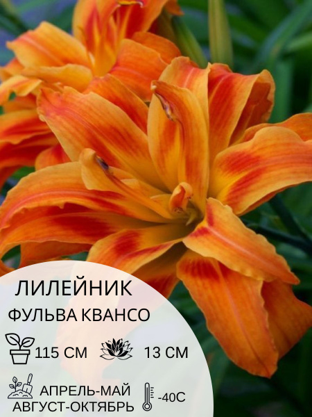 Лилейник лилейник - купить по выгодным ценам в интернет-магазине OZON ...
