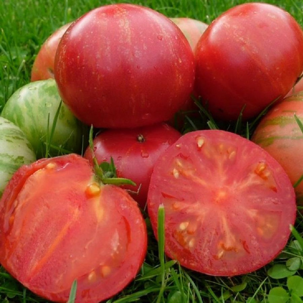Томаты Deodar SEEDS COMPANY Томат3 - купить по выгодным ценам в ...
