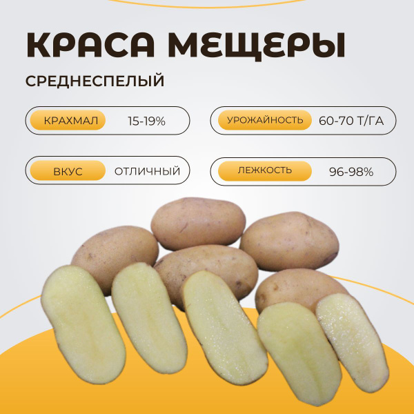 Картофель Агроцентр Коренево Картофель семенной Краса Мещеры - купить ...