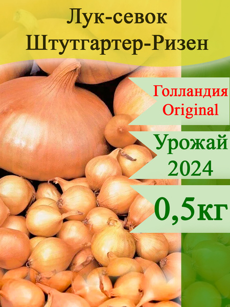 Лук севок, Лук АгроЛидер Лук севок Штутгартер ризен (Голландия ...