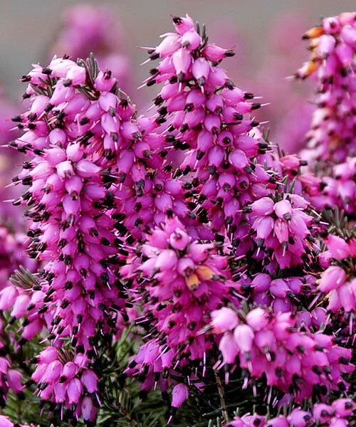 Эрика Саженцы – купить в интернет-магазине OZON по низкой цене