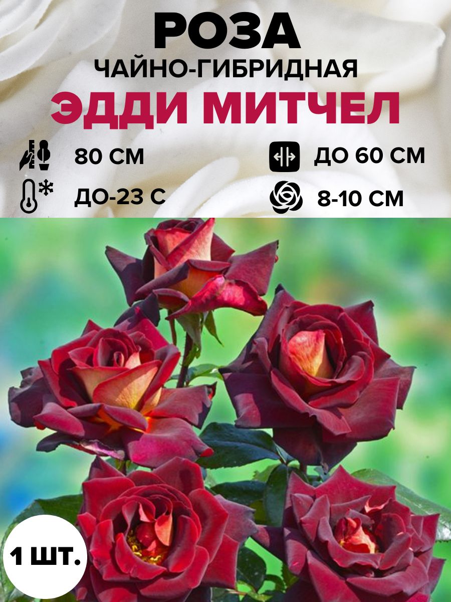 Роза эдди фото и описание отзывы