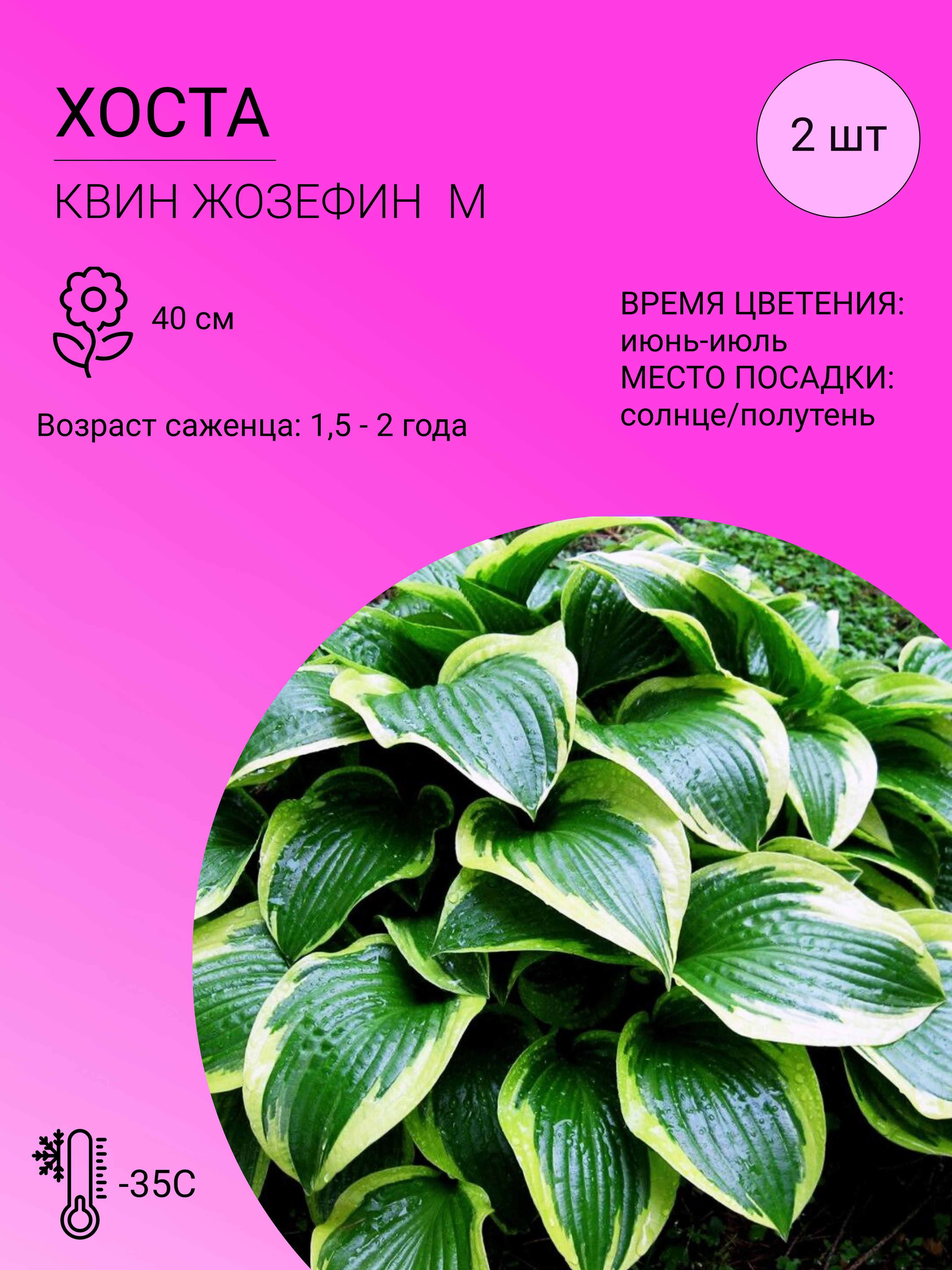 Саженцы Хост Купить В Леруа Мерлен Калуга