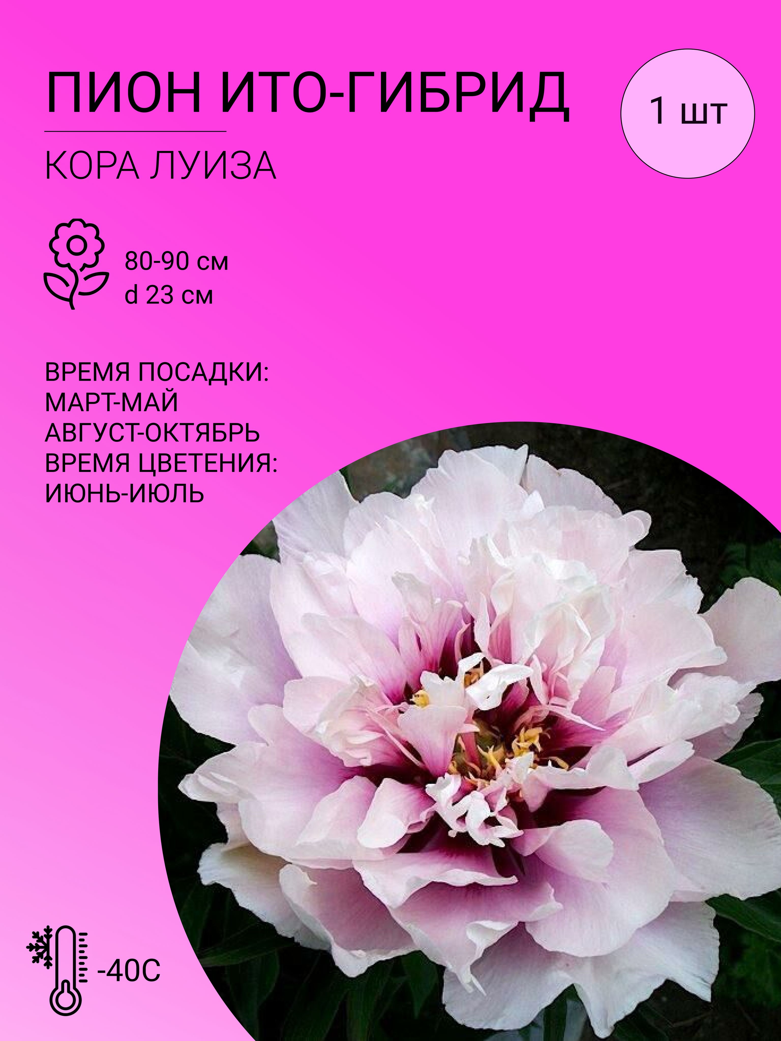 Японский пион