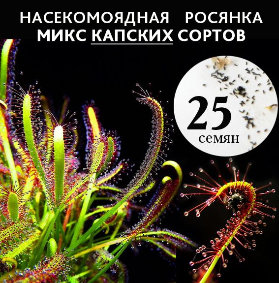 Семена Росянок 25 шт. микс КАПСКИХ сортов