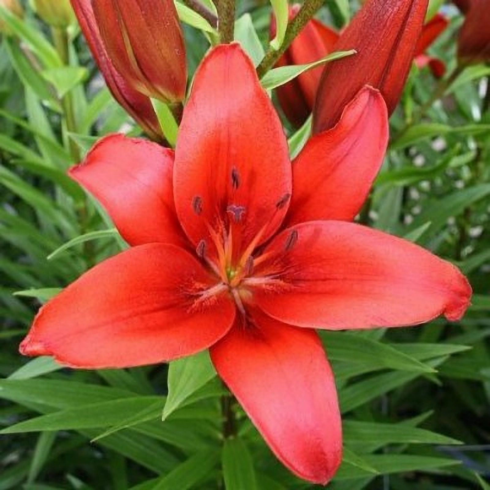 Купить Азиатские Лилии В Интернет Магазине