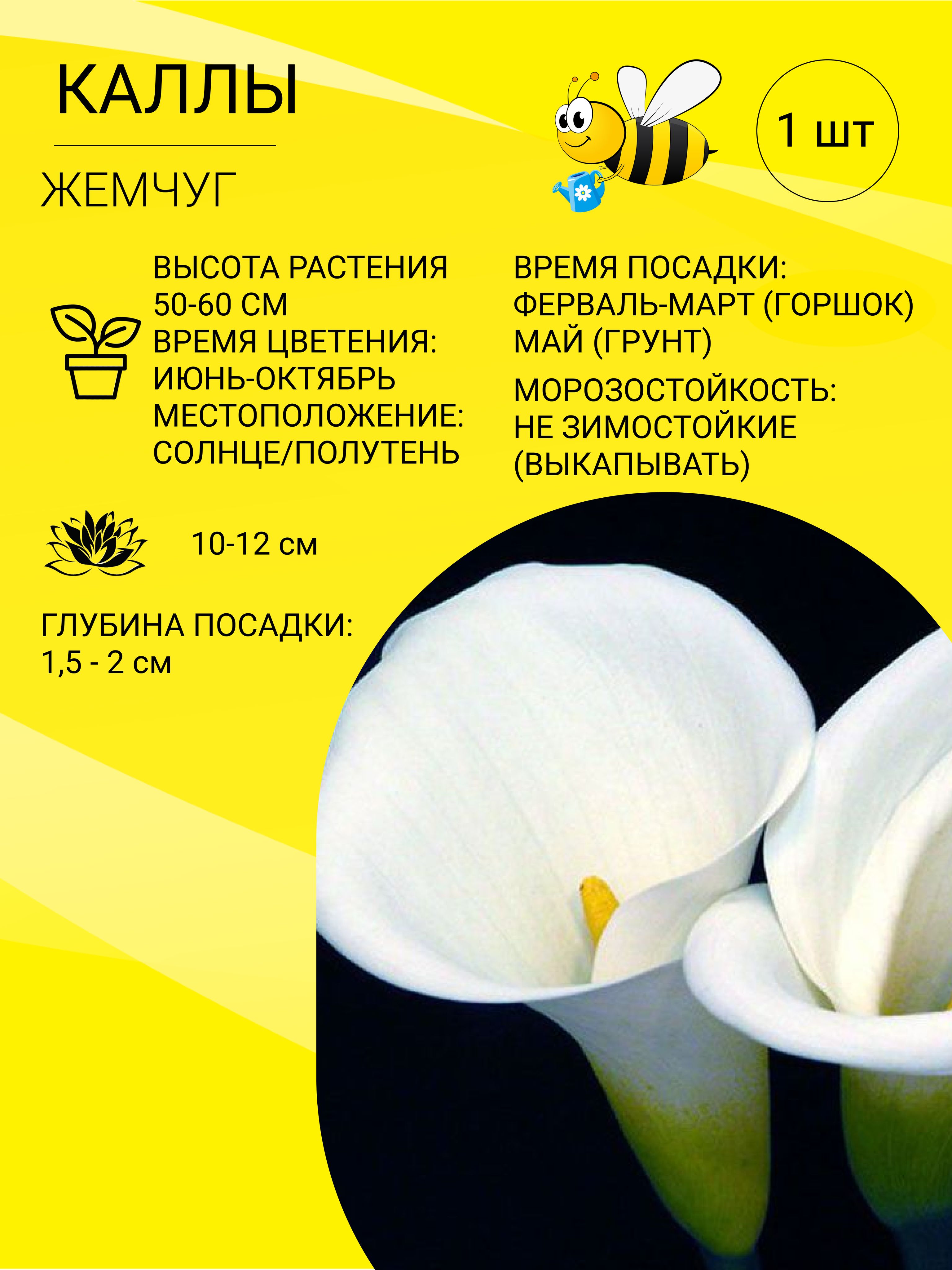 Купить Луковицы Каллы В Интернет Магазине Недорого