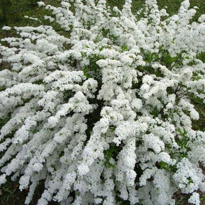 Спирея серая аргута. Спирея Вангутта Грефшейм. Спирея аргута (Spiraea arguta). Спирея острозубчатая.