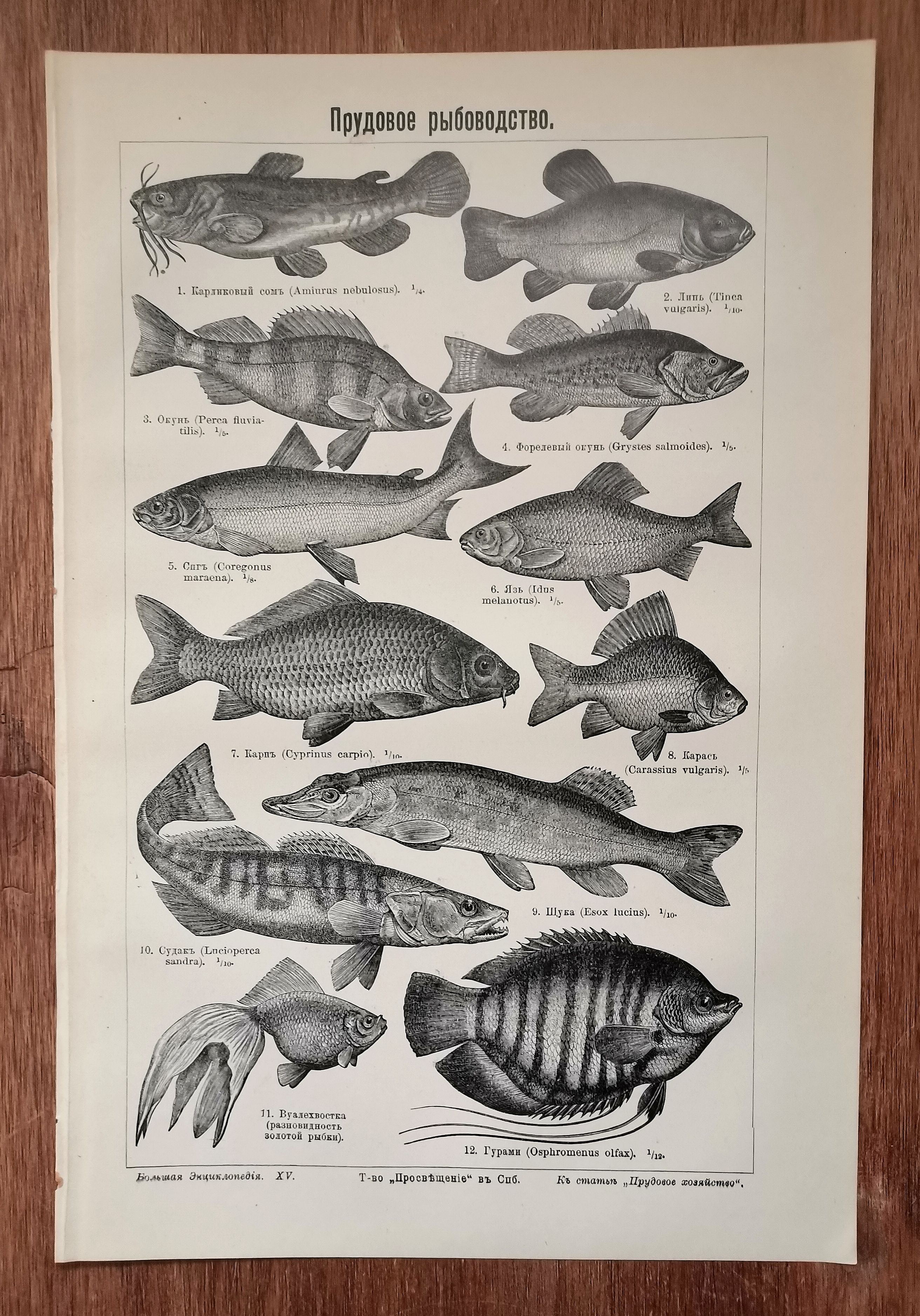 Фауна девонского периода. Девонский период век рыб. Девонский период. Зрение рыб. Какие рыбы веке.