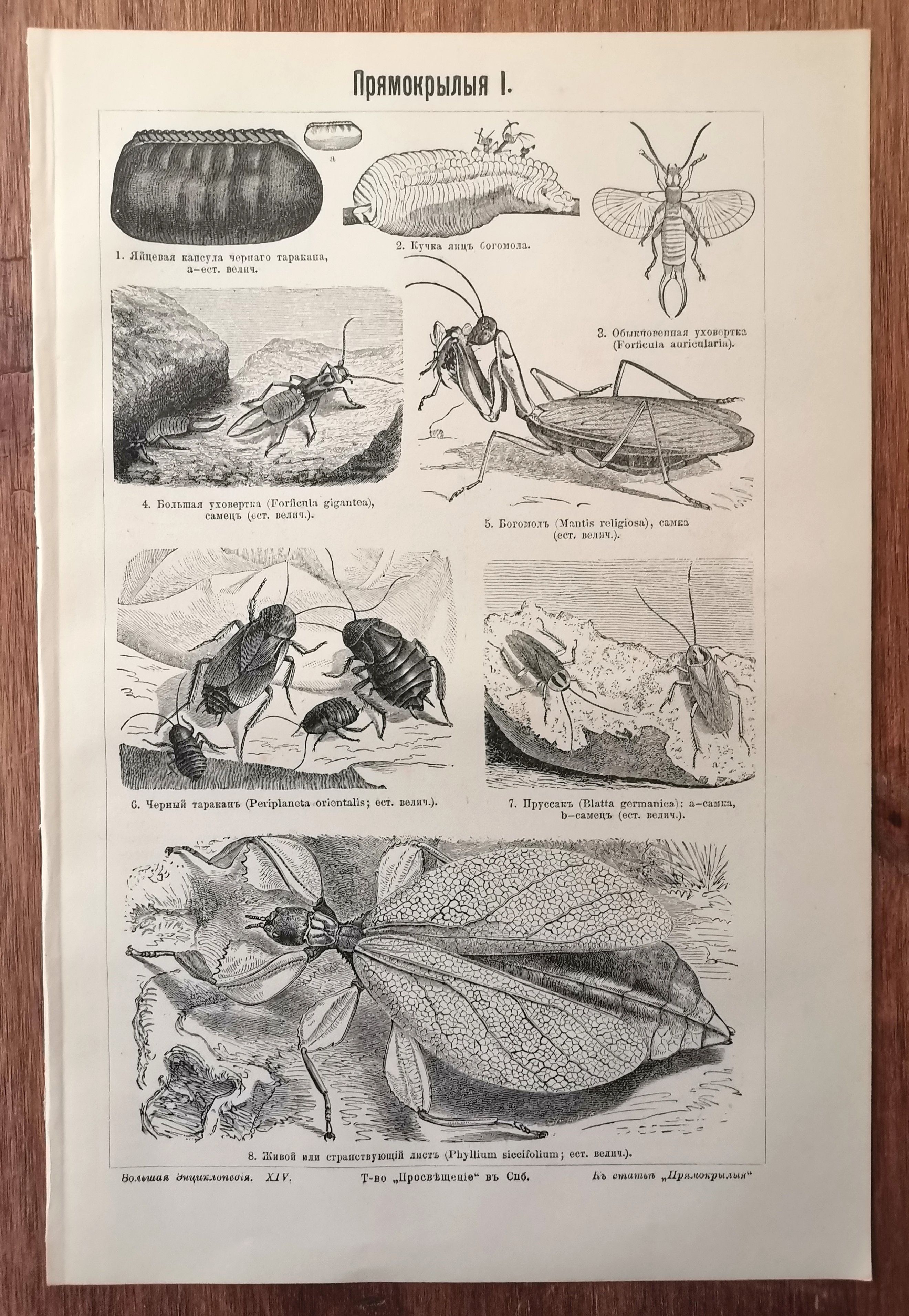 Прямокрылые. Насекомые. Антикварная гравюра. Литография. Россия. 1901 год