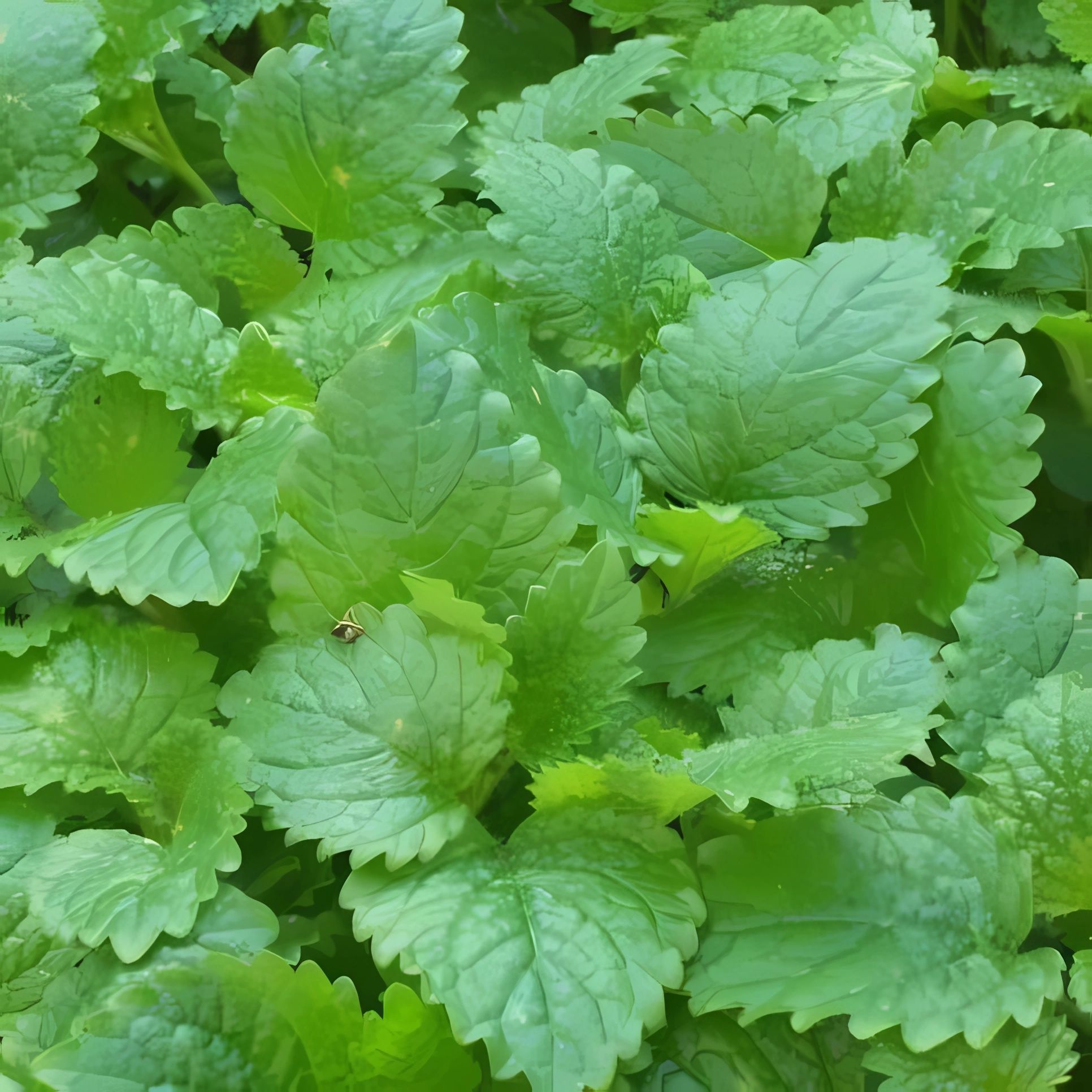 Рассада Мелисса (Лимонная мята) лекарственная Lemon Balm, С1 (1 литр) ЗКС